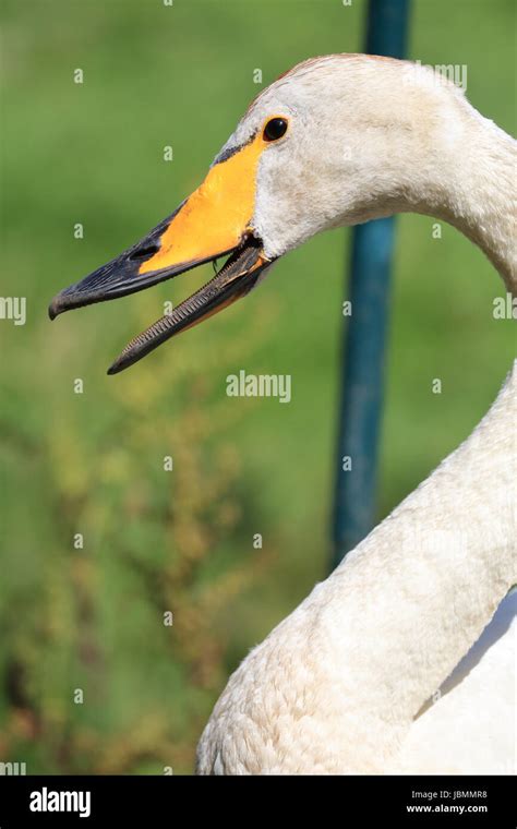 Calling Whooper Swan Stock Photo Alamy