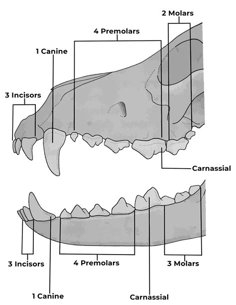 Carnivore Teeth Diagram