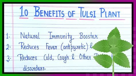 10 Benefits Of Tulsi Plant ☘️ Benefits Of Tulsi Tulsi Ke Fayde