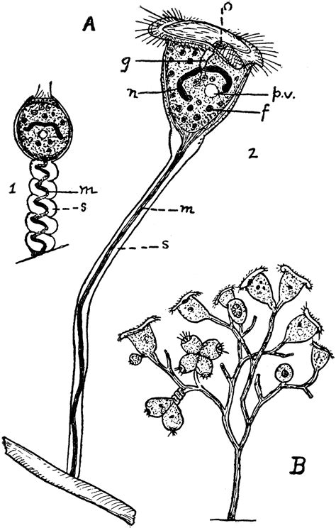 Vorticella | ClipArt ETC