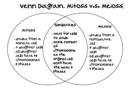 Mitosis Vs Meiosis Venn Diagram Practice Mitosis Meiosis Vs