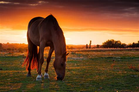 horse, field, pasture Wallpaper, HD Animals 4K Wallpapers, Images ...