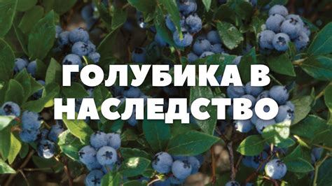 Голубика на даче — легко - YouTube