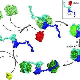 The C Terminal Tail Of CAP Is Critical For Nucleotide Exchange A