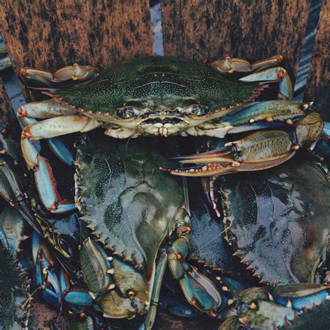 Cuál es la diferencia entre un Cangrejo y una Nécora Esencia del Mar