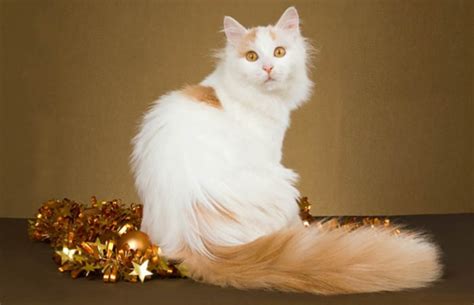 Turkish Van Cats – What You Should Know Before Getting One • IttyKitty.com