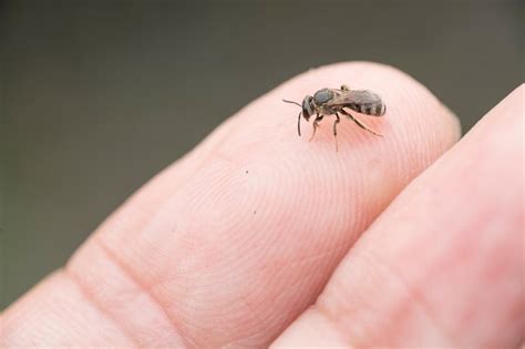 Sweat Bee Facts Catseye Pest Control