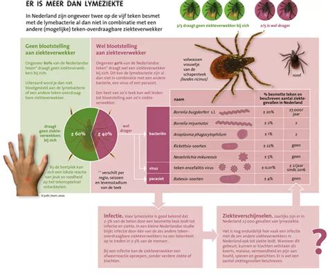 Hoe Lang Antibiotica Na Tekenbeet Een Gids Voor Behandeling