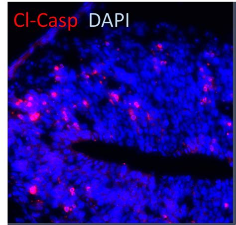 Human Mouse Cleaved Caspase Asp Antibody Mab Bio Techne