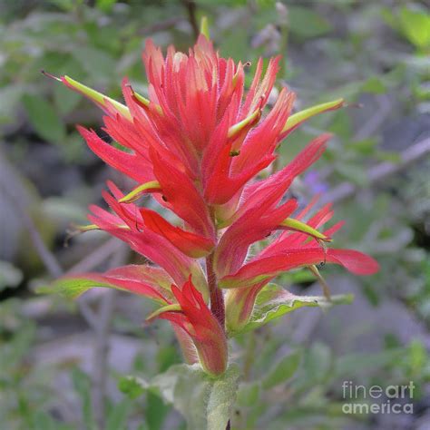 Giant Red Paintbrush Flower In Sunlight Photograph By Nancy Gleason