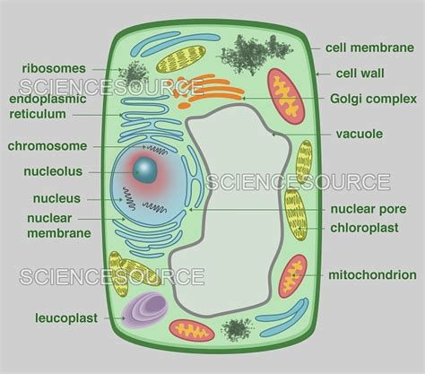 Mitochondria In Plant Cell