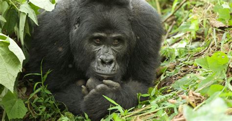 Uganda Ruanda Gorillas Im Nebel Safari Tour Getyourguide