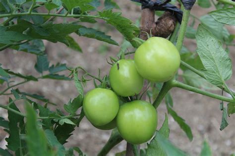 tomatoes plant green  photo  pixabay pixabay
