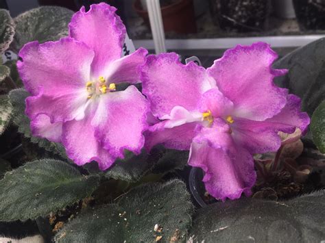 Appalachian Violets Home Facebook