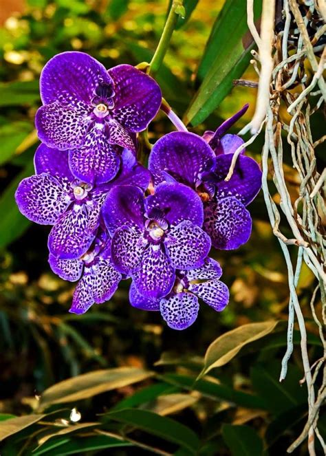 14 Different Types Of Orchids Definition Flowers And Facts Go Get