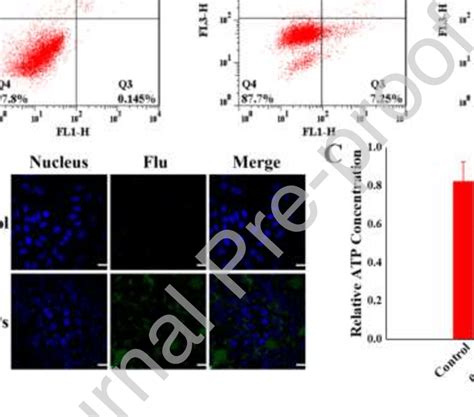 Apoptosis Of Mcf And Mcf Adr Induced By Various Dox Formulations