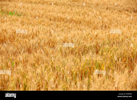 The Golden Wheat Mature In The Field Stock Photo Alamy