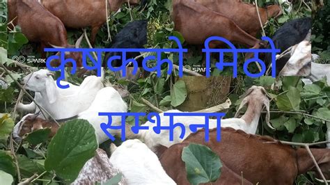 कृषककाे मिठो सम्झना जंगलमा बाख्रा चराउँदै Bakhra Palan In Nepal Youtube