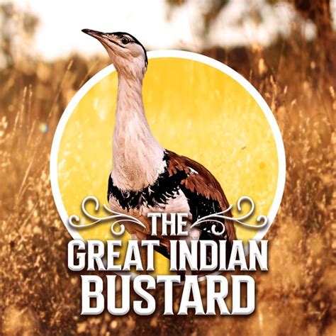 The Great Indian Bustard in Hindi | हिंदी | KUKUFM