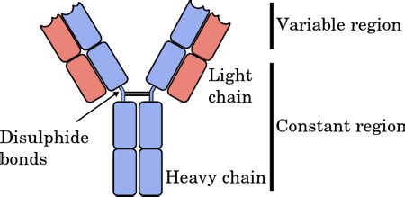 Immunoglobulin D | IgD Location, Function & Deficiency - Video & Lesson ...