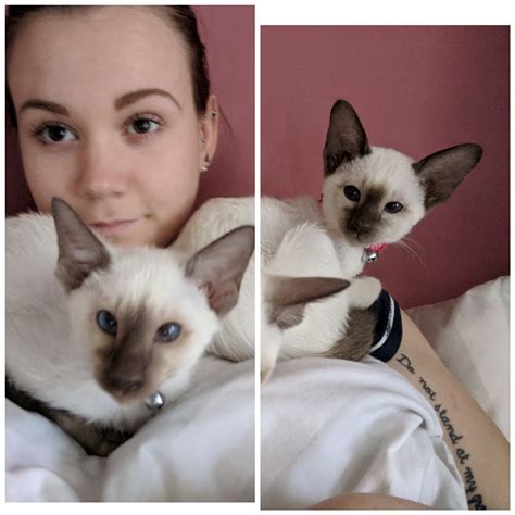 Finally got a pair of the most affectionate beauties on the planet! : r