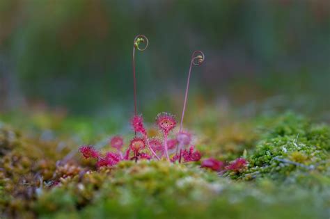 Dros Ra Drosera Rotundifolia L Creapharma