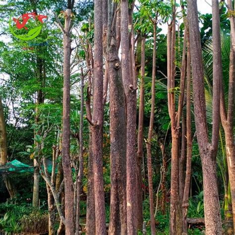 Pohon Pule Ciri Klasifikasi Manfaat Mitos Dan Cara Menanam