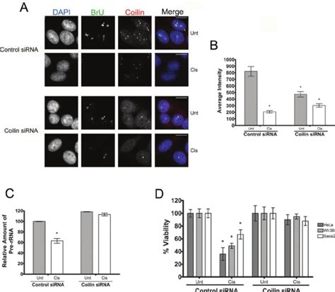 Coilin Knockdown Partially Rescues Pol I Transcription In The Presence