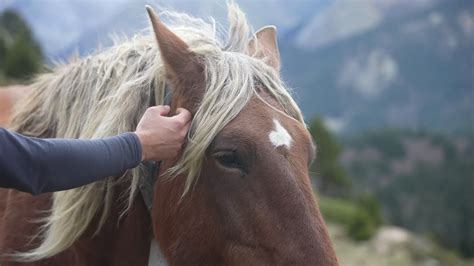 Vídeo Premium La persona está acariciando a un caballo el viento