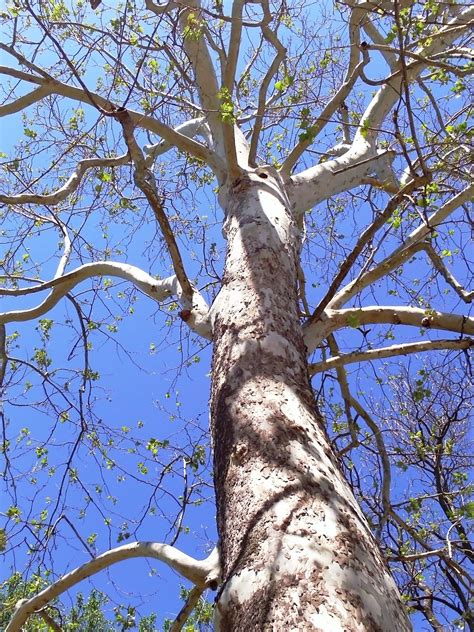 Facts About The Sycamore Tree Tips For Growing Sycamore Trees Artofit