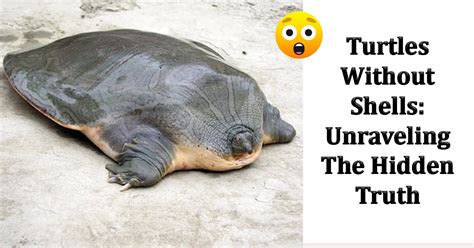 Turtles Without Shells Unraveling The Hidden Truth Of The Unknown