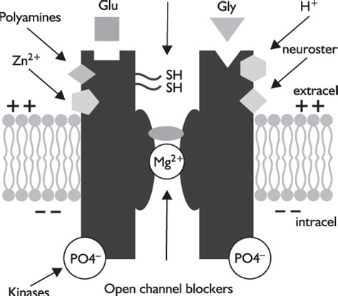 A Schematic Representation Of The Sites At Which NMDA Receptor Channel