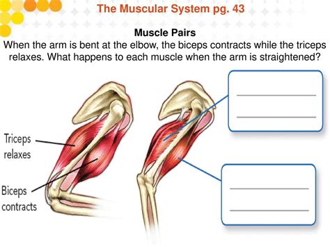 Introduction To The Human Body Ppt Download