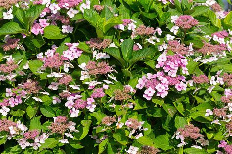 6 Beautifully Diverse Types Of Hydrangeas