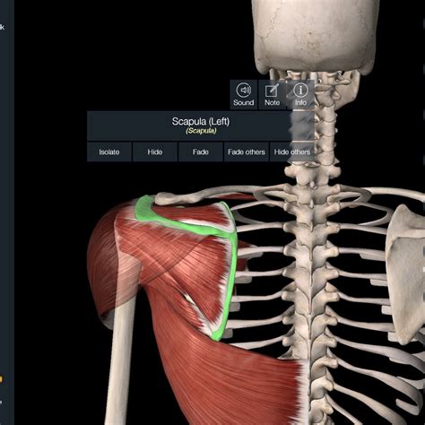 Correttamente Nominale Fattibilit Trapped Nerve In Shoulder Discorso