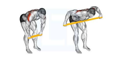 Resistance Band Bent Over Rear Delt Fly Guide Benefits And Form