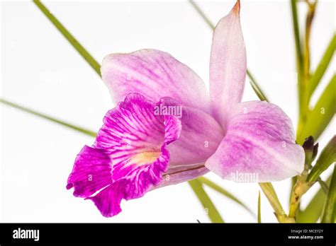 Bambusorchidee Arundina Graminifolia Fotos Und Bildmaterial In Hoher