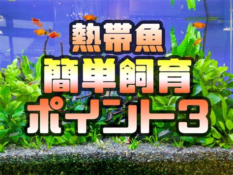 【超初心者向け】簡単に熱帯魚を飼育するための基本ポイント3つを解説！｜アクアリウム情報メディア熱帯魚・金魚の水槽・アクアリウム情報メディア