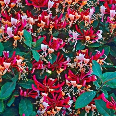 Plante Decorative Tuia Mana Maicii Domnului Gavanu • Olxro