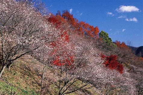 【11月ベストシーズンの国内旅行先】菊・冬桜・シクラメンなど11月の今しか見られない季節の花園5選 Tabizine～人生に旅心を～