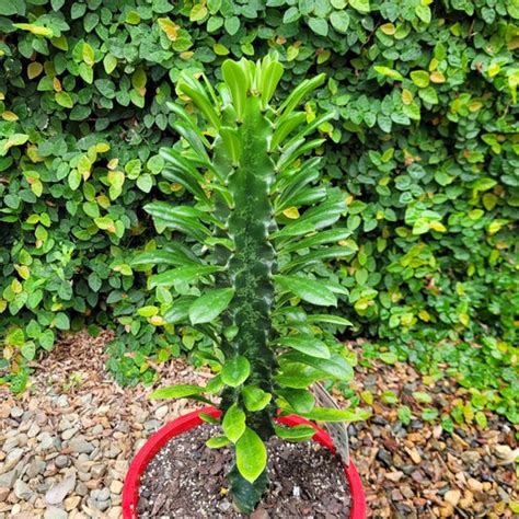 Euphorbia Tagged Euphorbia Ingens Succulents World