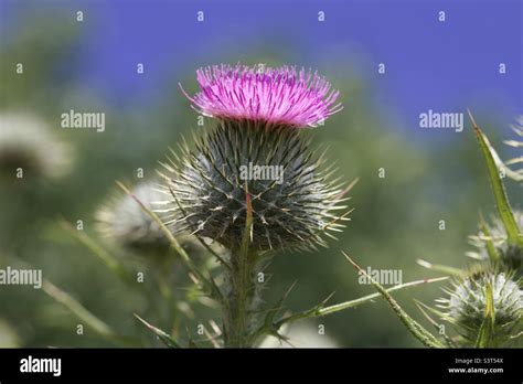 Scottish Thistles Hi Res Stock Photography And Images Alamy