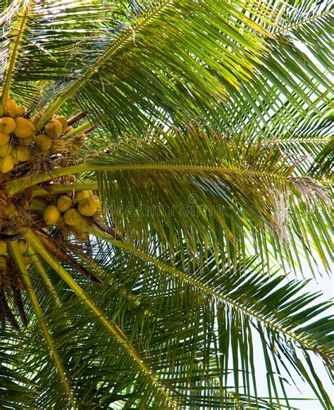 Photograph Of A King Coconut Tree Top With Coconuts And Branches