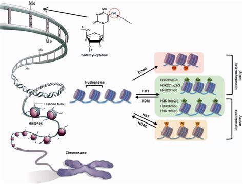 Figure 1 From The Role Of Histone Modifying Enzyme SUV420H2 In