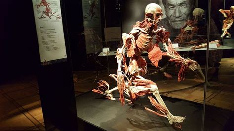 Wystawa BODY WORLDS The Cycle Of Life W PKiN Warsaw Now