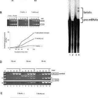 Binding Sites For Hnrnp A A Stimulate The In Vitro Removal Of