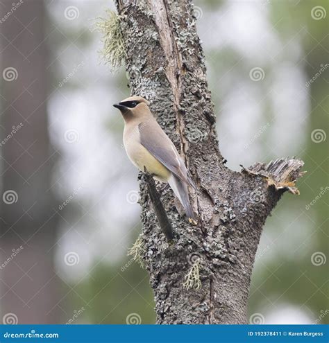A Cedar Waxwing Bird on a Tree in Summer Stock Image - Image of nature