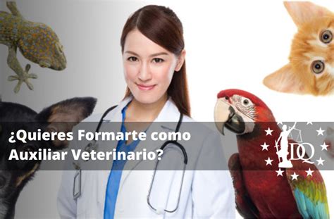 Qu Necesito Para Ser Auxiliar De Veterinaria