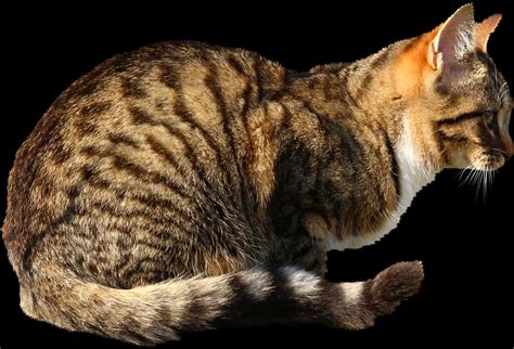 Download Tabby Cat Side View Black Background | Wallpapers.com