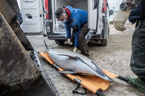 Charente Maritime H Catombe Des Dauphins Un Recours D Pos Contre Le